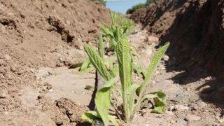 Lisinia'da Dağçayı Yetiştirilecek