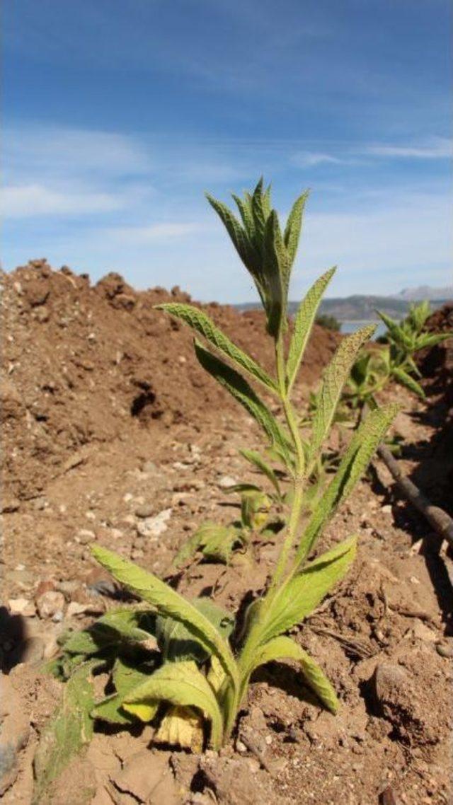 Lisinia'da Dağçayı Yetiştirilecek