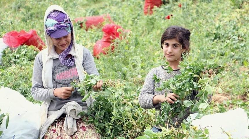 &Ccedil;ocuklar Ailelerine Yardımcı Olmak İ&ccedil;in Tarlada &Ccedil;alışıyor