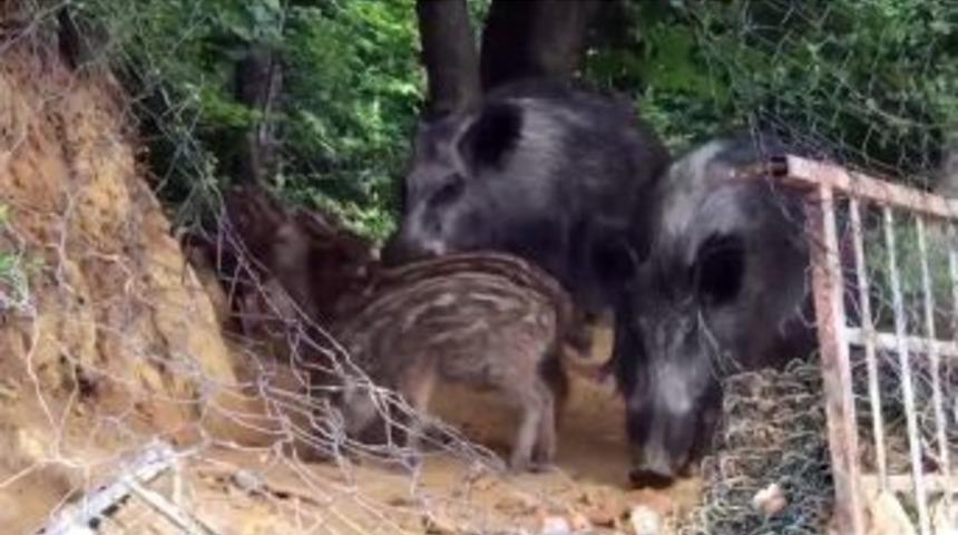 (&ouml;zel Haber)sarıyer&rsquo;de Şehre İnen Domuz S&uuml;r&uuml;s&uuml; Kamerada
