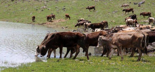 Büyükşehir’den Tarım Ve Hayvancılığa Tam Destek