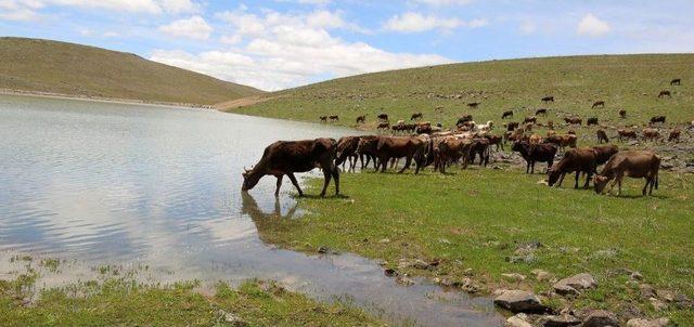 Büyükşehir’den Tarım Ve Hayvancılığa Tam Destek