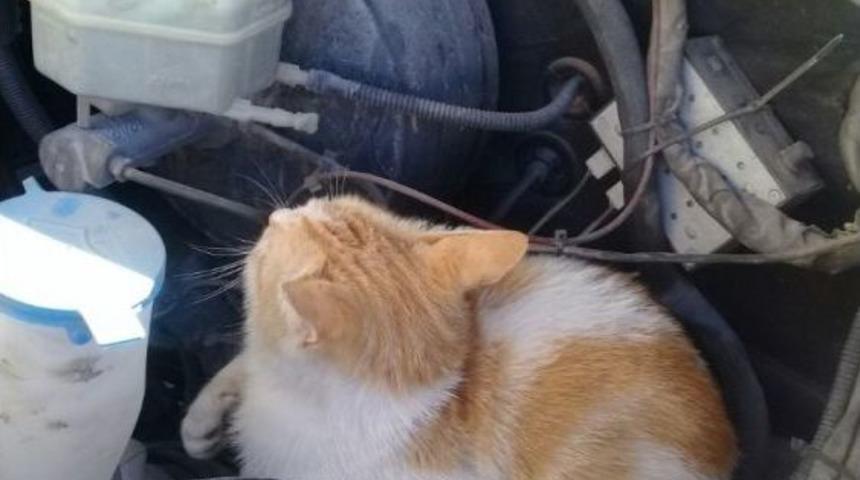 Ambulansın Kaputuna Giren Kedi, Karaman’dan Konya’ya Gidip Geldi