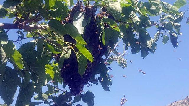 Arıcıların Zorlu Nöbeti Başladı