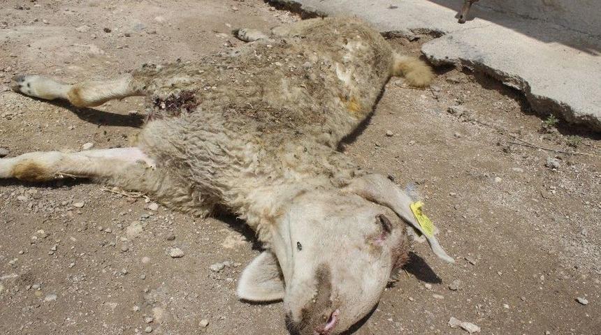 Denizli&rsquo;de &rsquo;yanlış Aşının 12 Kuzuyu Telef Ettiği&rsquo; İddiasına Soruşturma