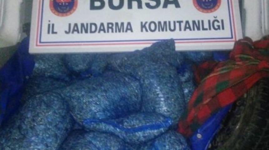 Jandarmadan Ka&ccedil;ak Midye Operasyonu