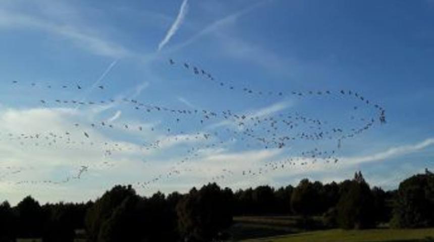 Telli Turnalar, K&uuml;tahyalı &Ccedil;oban Tarafından G&ouml;r&uuml;nt&uuml;lendi