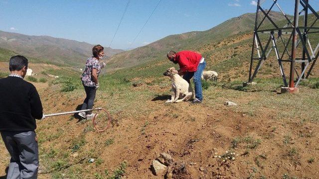 Terk Edilmiş Köpeklere Devlet Şefkati