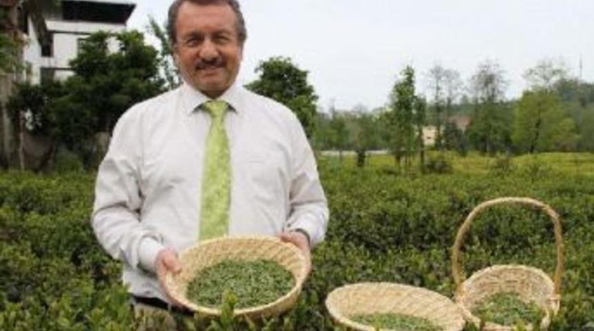 S&uuml;tl&uuml;oğlu: Organik Tarımla &Ccedil;ay 24 Ayara &Ccedil;ıkacak