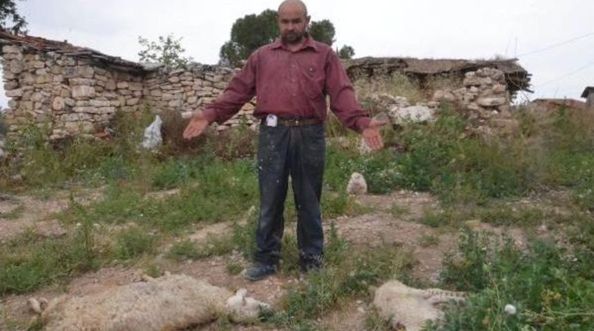 Koyunlara Yanlış Aşıdan Telef Olduğu Iddiasına Soruşturma