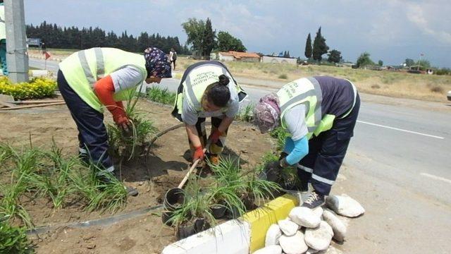 Burhaniye’ De Kavşakları Güzelleştiren Çiçekleri Kadınlar Dikiyor