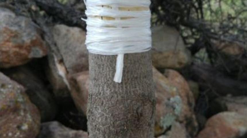 Yuntdağı&rsquo;nda Aşılama &Ccedil;alışmaları Başladı