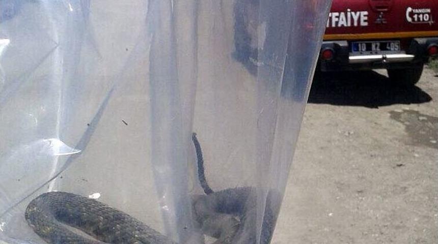 Edremit&rsquo;te Evden Yılan &Ccedil;ıktı