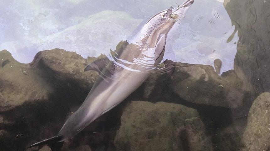 Barınağa Giren Yunus Balığı &Ouml;ld&uuml;