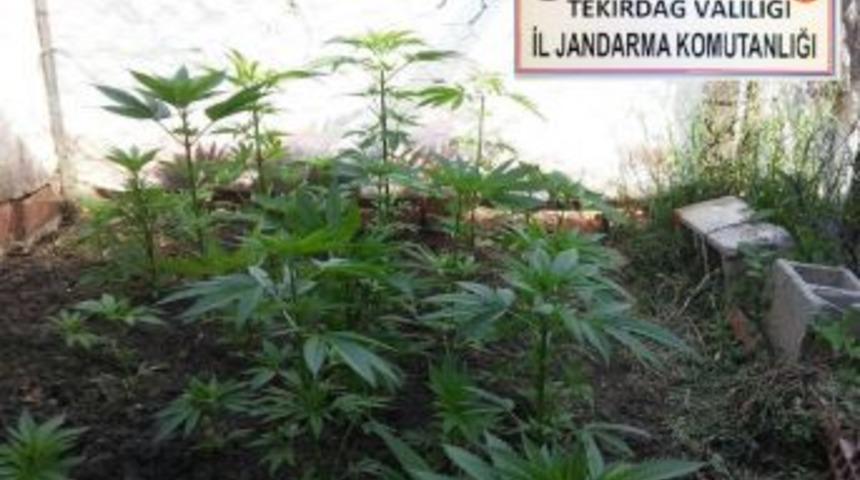 Kırsal Alanda Uyuşturucu Operasyonu