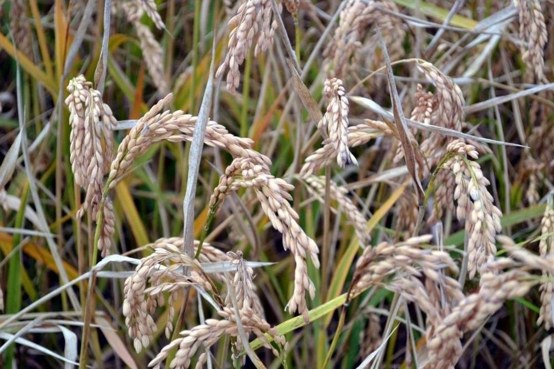 Samsun&rsquo;da 1 Yılda 2 Milyon 72 Bin Ton Bitkisel &Uuml;r&uuml;n &Uuml;retildi