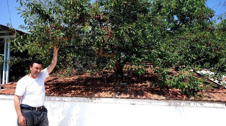 Kesmeye Kıyamadığı Ağa&ccedil;lar Deponun İ&ccedil;inde Kaldı