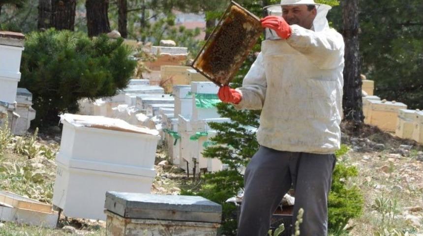 Bal &Uuml;retimi Beklentiyi Karşılamadı