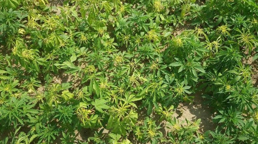 Ay&ccedil;i&ccedil;eği Tarlasında 350 Bin K&ouml;k Kenevir Ele Ge&ccedil;irildi