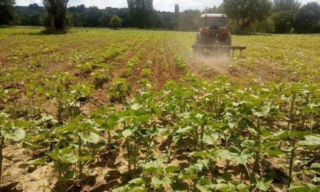 Ayçiçeği Tarlasında 350 Bin Kök Kenevir Ele Geçirildi