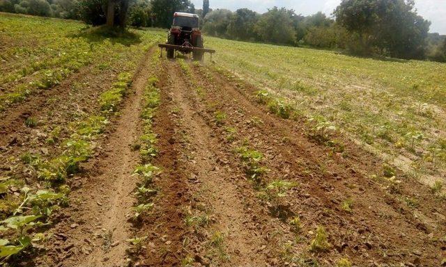 Ayçiçeği Tarlasında 350 Bin Kök Kenevir Ele Geçirildi