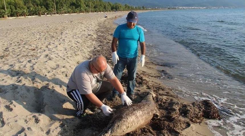Kuşadası K&ouml;rfezi&rsquo;nde &Ouml;l&uuml; Yunus Bulundu