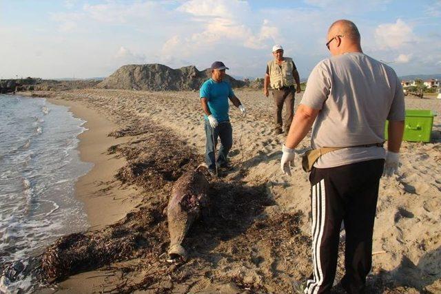 Kuşadası Körfezi’nde Ölü Yunus Bulundu