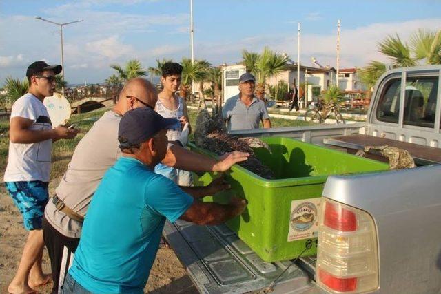 Kuşadası Körfezi’nde Ölü Yunus Bulundu