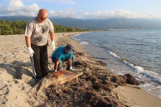 Kuşadası Körfezi’nde Ölü Yunus Bulundu