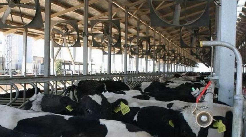 Samsun’da 1 Yılda 290 Bin Ton Süt Üretildi