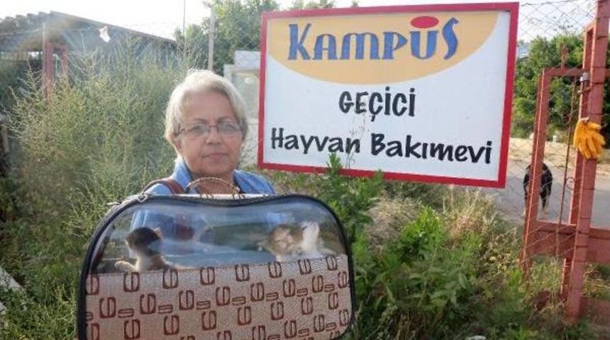 Belediyeden Kedi K&ouml;pek &Ouml;l&uuml;mleri Iddiasına Karşı Su&ccedil;lama