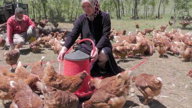 Moldovalı Gelin Muş'ta Tavuk Çiftliği Kurdu