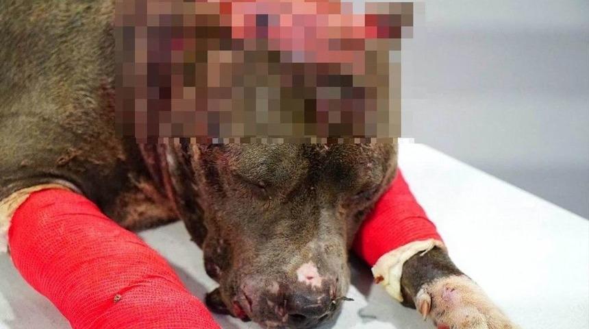 (&ouml;zel Haber) Hayvan Hakları İhlali Cezasız Kalmadı