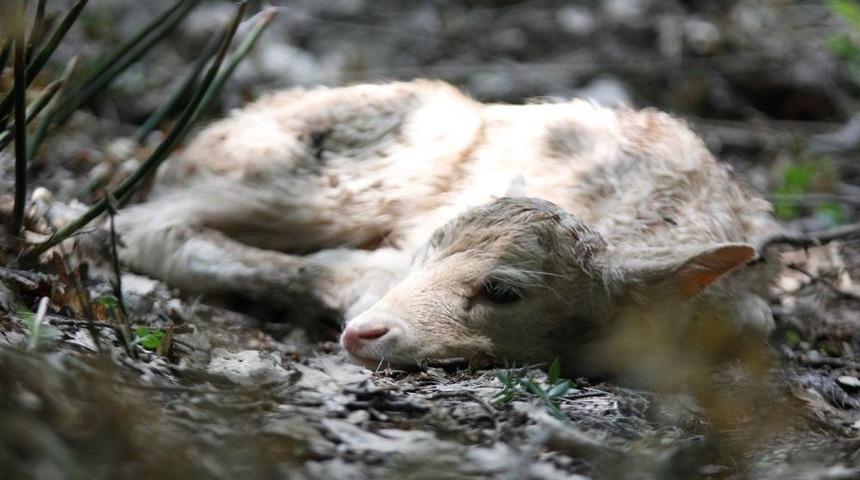 Doğal Yaşam Parkı&rsquo;nın N&uuml;fusu Artıyor