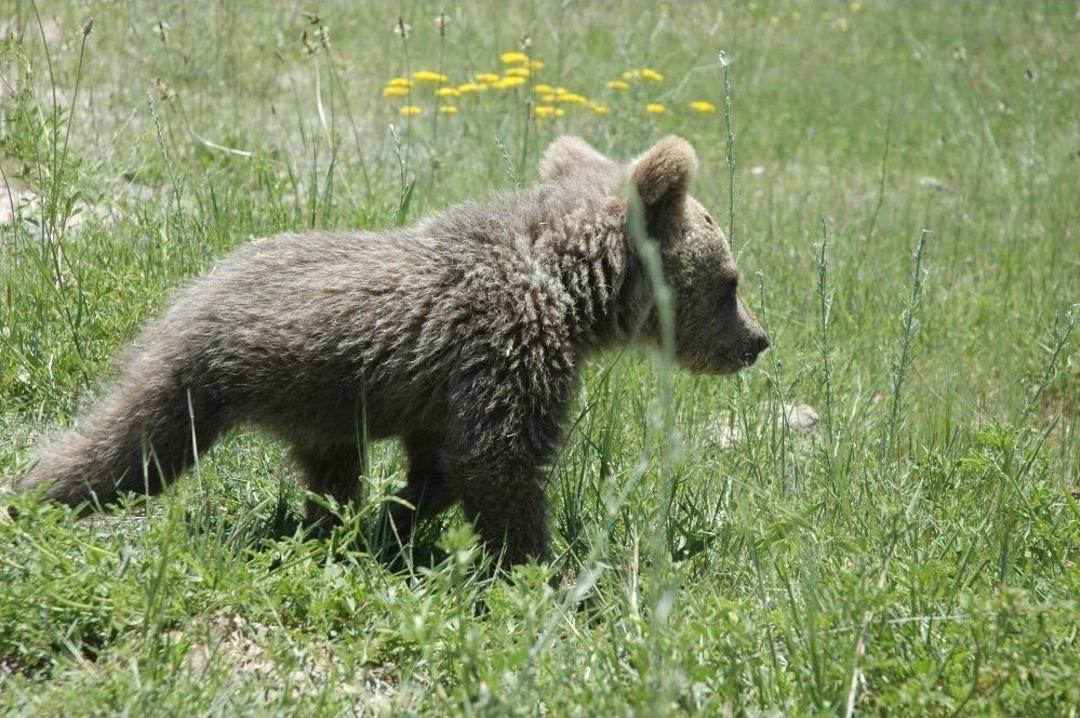 (&ouml;zel Haber) Yavru Ayıya &lsquo;bivan&rsquo; İsmi Verildi
