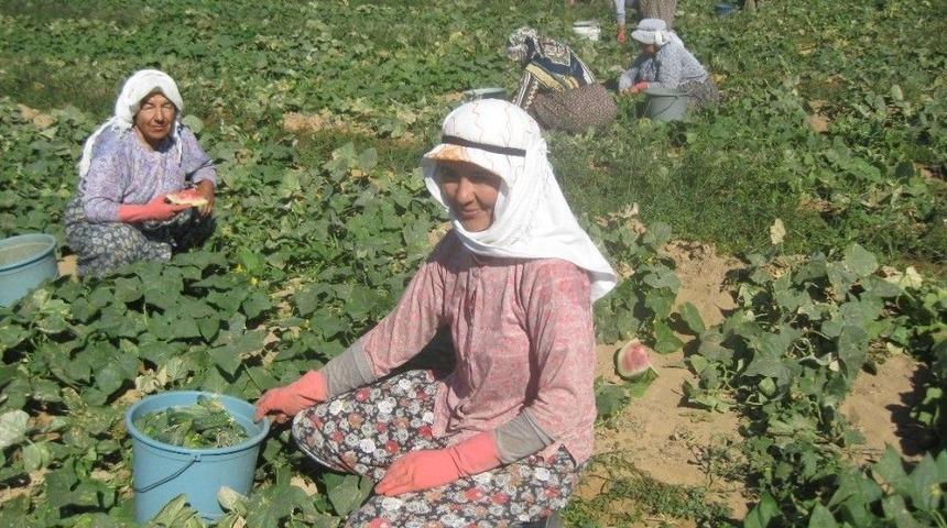 &Ouml;demiş&rsquo;te Salatalık Sezonu A&ccedil;ıldı