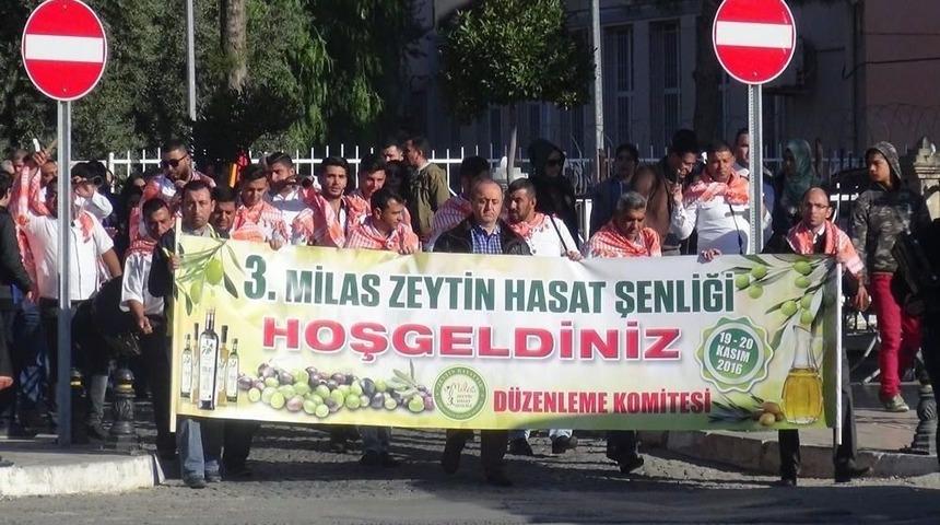 Milas 4. Zeytin Hasat Şenliği 25 - 26 Kasım&rsquo;da