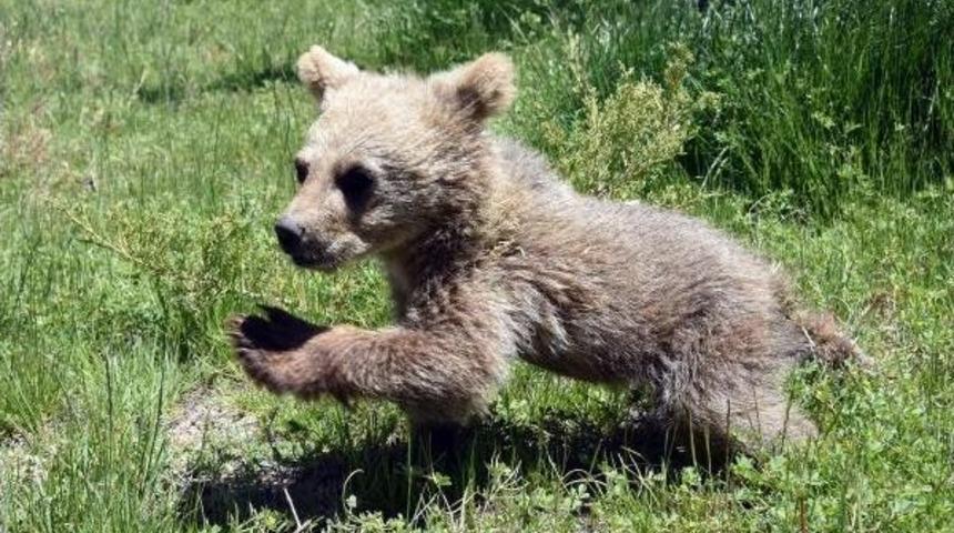 Yavru Boz Ayı &Ouml;zenle Bakılıyor