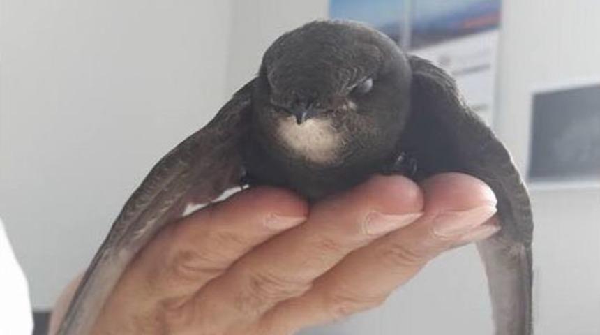 Ordu&rsquo;da Ebabil Kuşu Bulundu