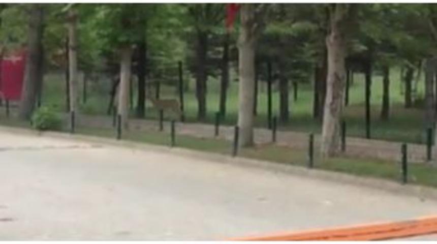 Yolunu Kaybeden Ceylan &Uuml;niversite Yerleşkesine Girdi