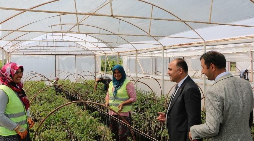 Isparta&rsquo;da 16 Bin Ceviz Fidanı Dağıtılacak