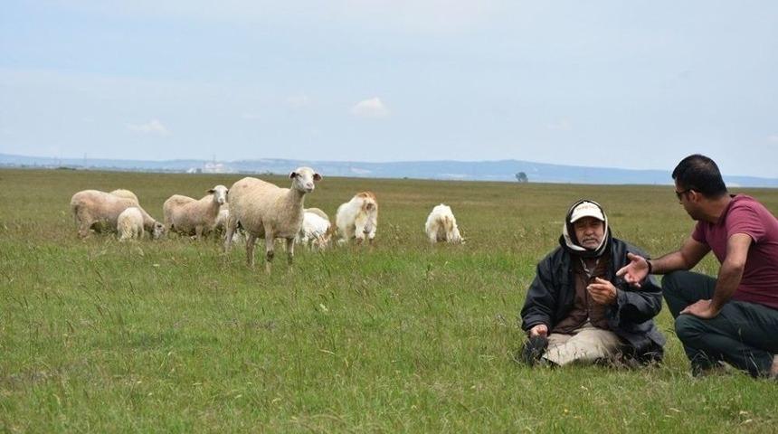 Tekirdağ&rsquo;da Hayvancılığa Destek &Ccedil;alışmaları