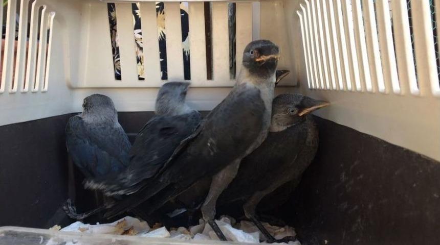 Bodrum&rsquo;da Karga Seferberliği