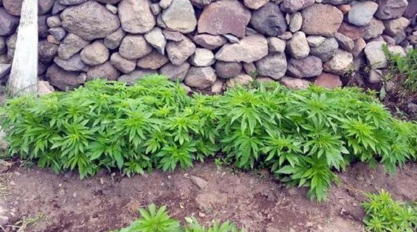 Kayseri'de 680 K&ouml;k Hintkenevirine 2 G&ouml;zaltı