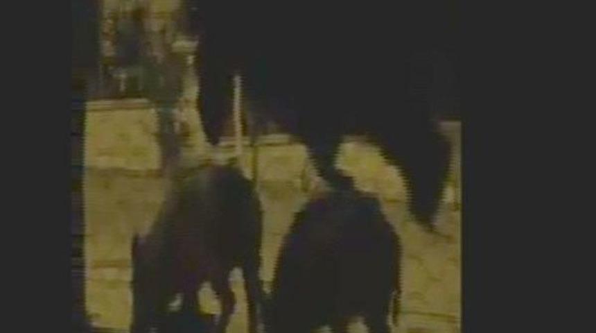 A&ccedil; Kalan Domuzlar Şehre Indi