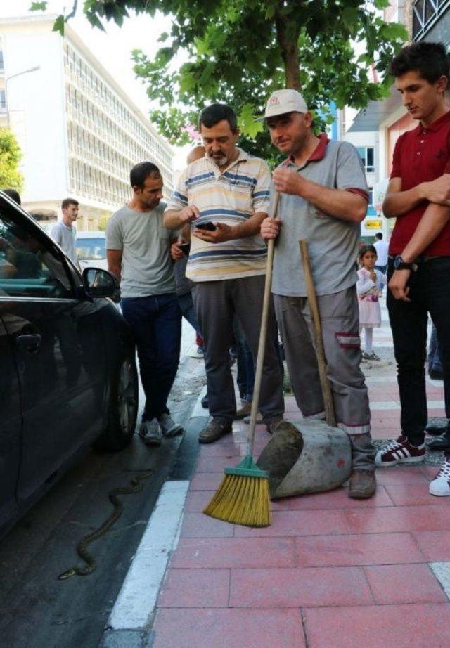 Şehrin Ortasında Yılan Paniği