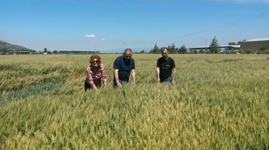 Aydın&rsquo;da Tohumluk Arpa Ve Buğday Kontrolleri Yapıldı