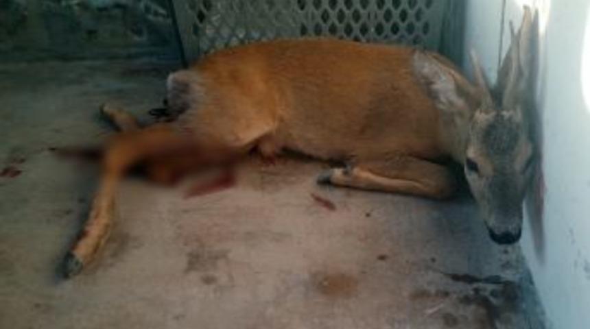 Otomobilin &Ccedil;arptığı Karaca Tedavi Altına Alındı