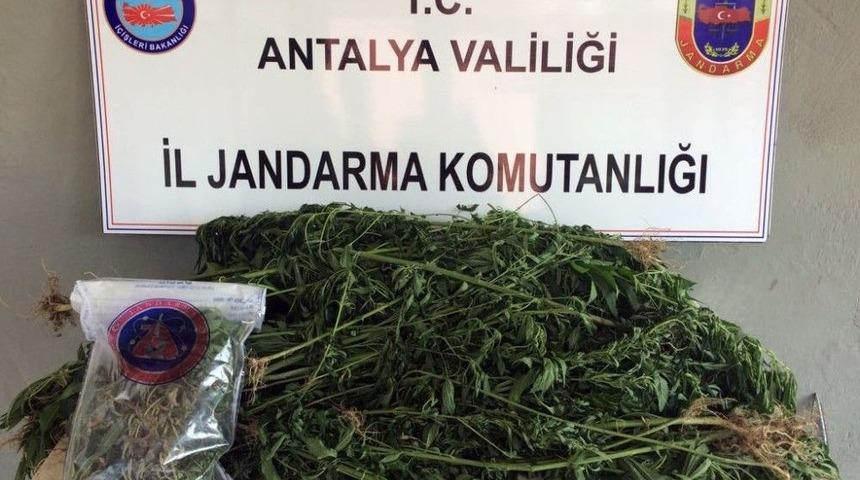 Antalya&rsquo;da 487 K&ouml;k Kenevir Ele Ge&ccedil;irildi