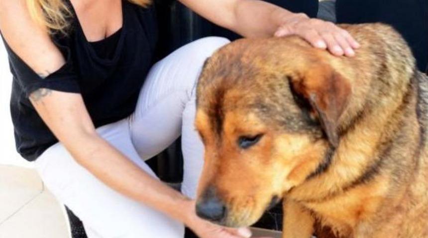 K&ouml;peğe Levyeyle Saldırı I&ccedil;in Dava A&ccedil;ıldı